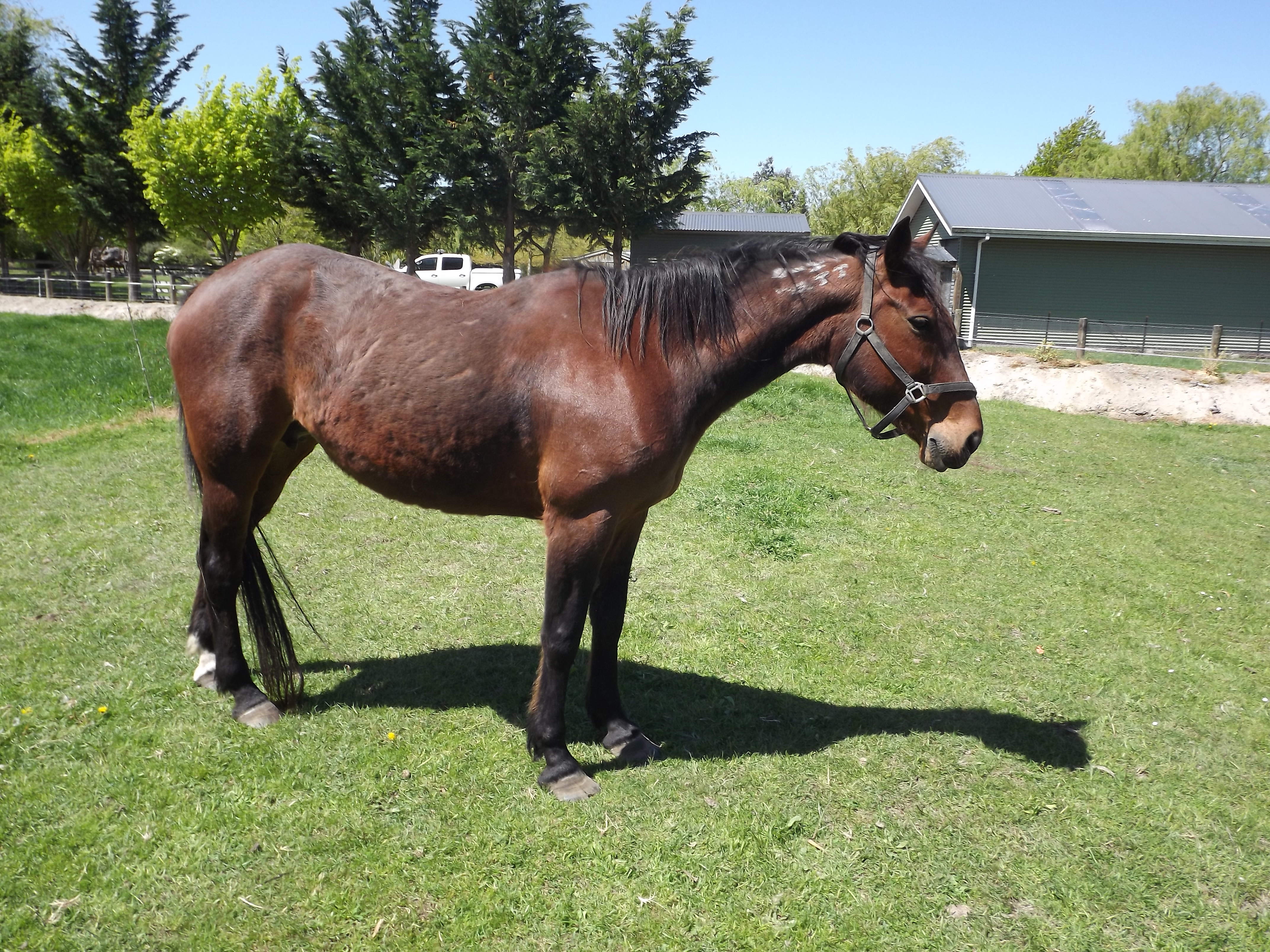 standardbred for sale