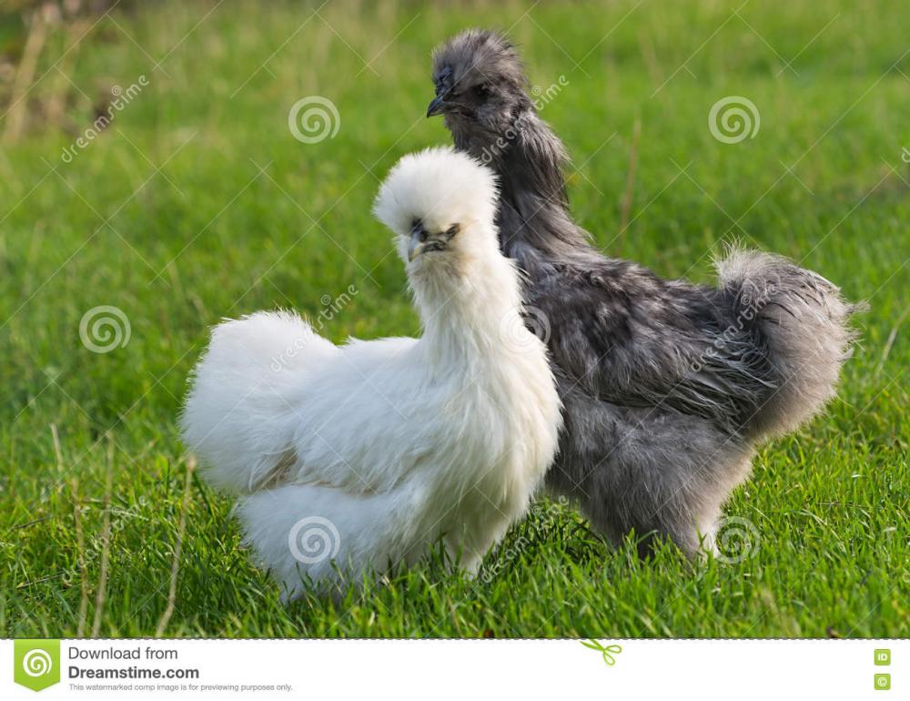 pair-silkie-chicken-blurred-green-background-gray-rooster-white-hen-grass-unusual-breed-poultry-fluffy-79103570.jpg