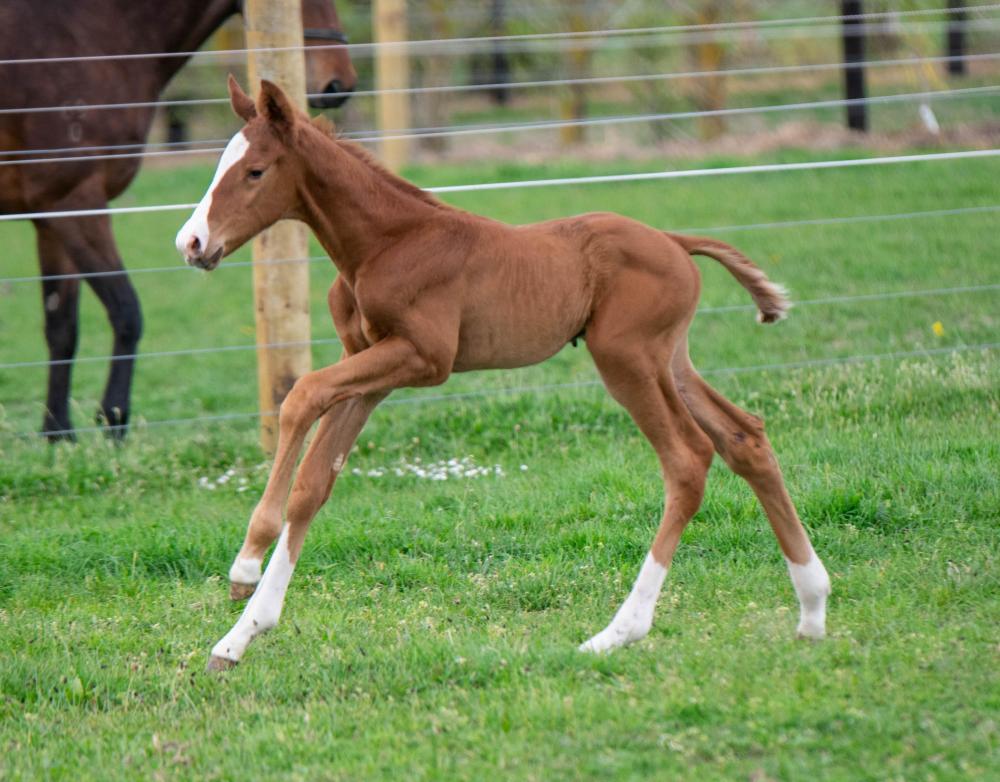 Ghibellines x Chapelle D'Or Colt.jpg