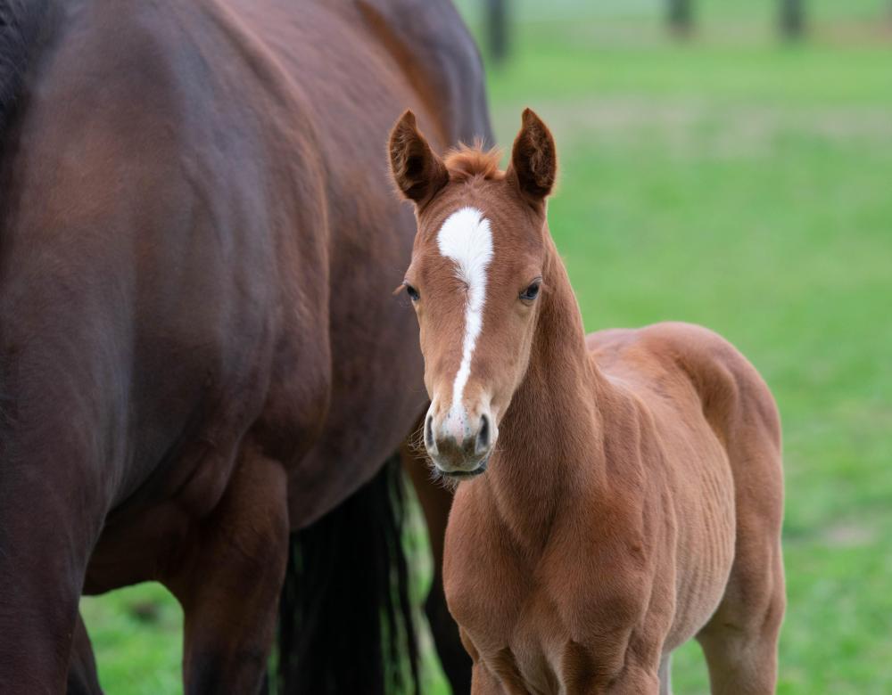 Echoes Of Heaven x Sita Filly.jpg