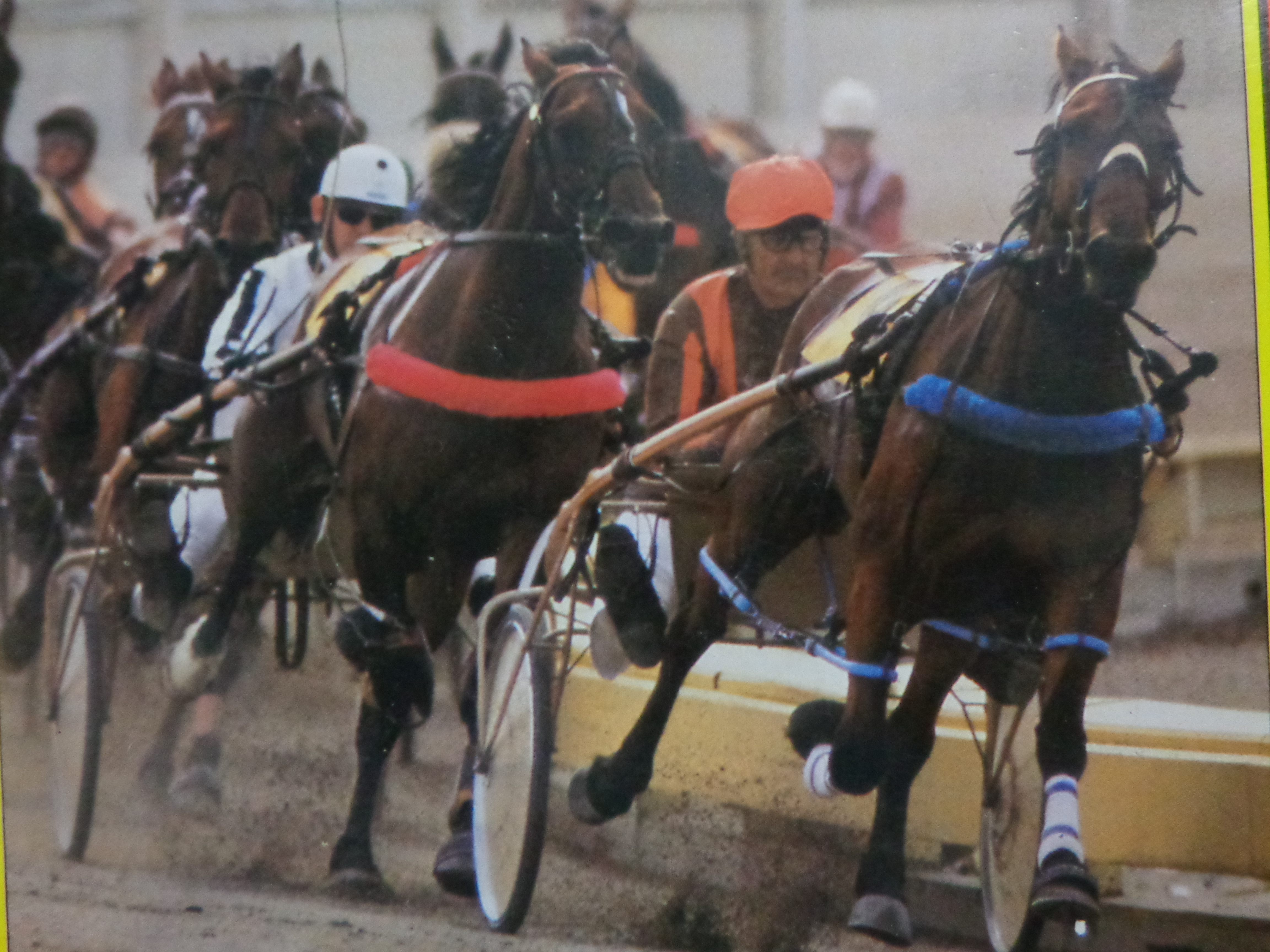Free legged pacers - Harness Cafe - RaceCafe NZ's Premier Racing Community