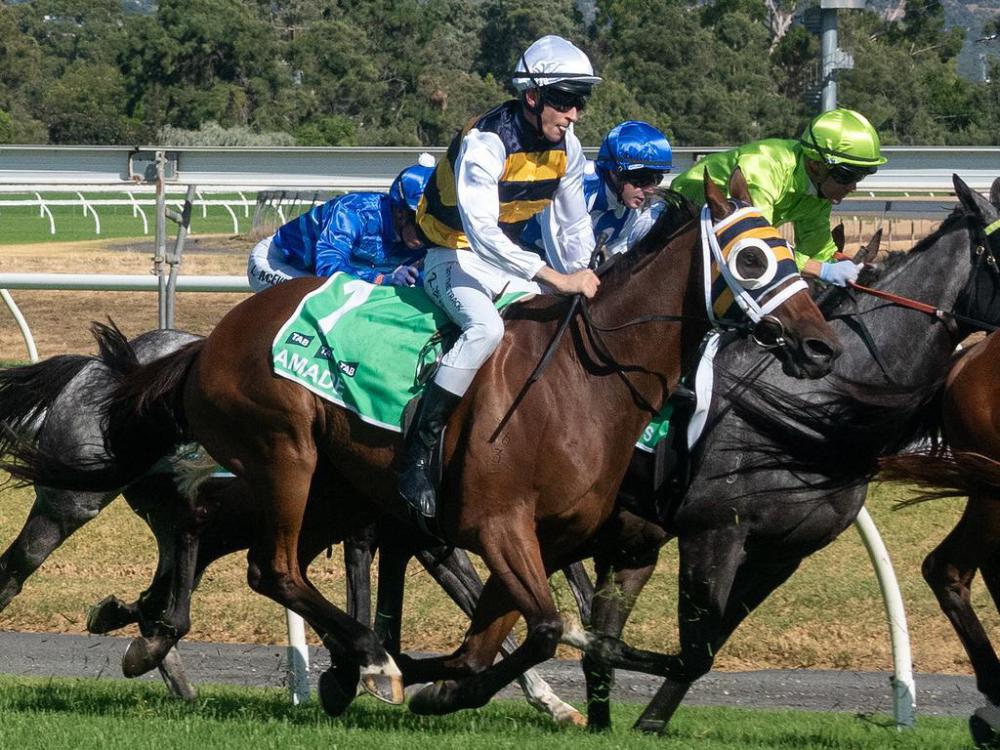 Adelaide Cup today - Thoroughbred Breeding - RaceCafe NZ's Premier ...
