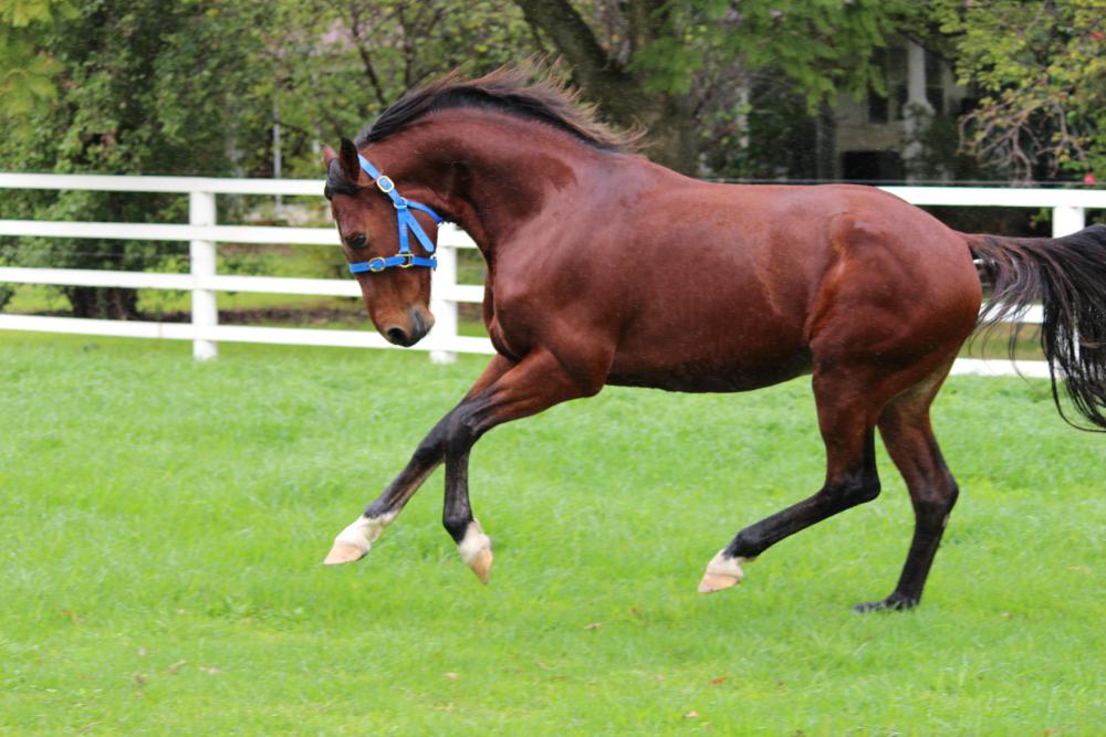 Copy That website goes live - Harness Cafe - RaceCafe NZ's Premier ...